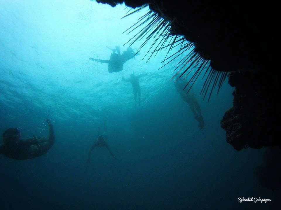 SNORKELING DARWIN BAY