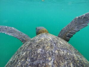 SEA TURTLE